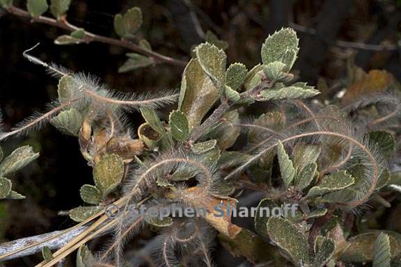 cercocarpus betuloides var betuloides 8 graphic